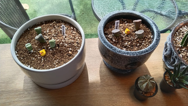 16/106 ม.6 ถ.เลียบมอเตอร์เวย์ ตำบล นาเกลือ อำเภอบางละมุง ชลบุรี 20150