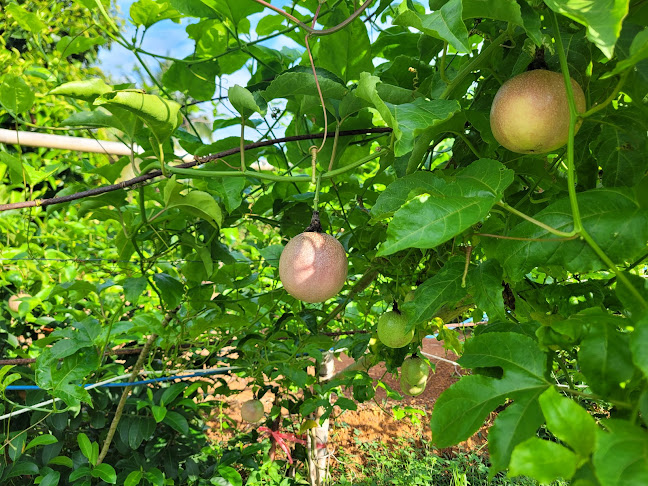 Cafe Restique - อำเภอหาดใหญ่