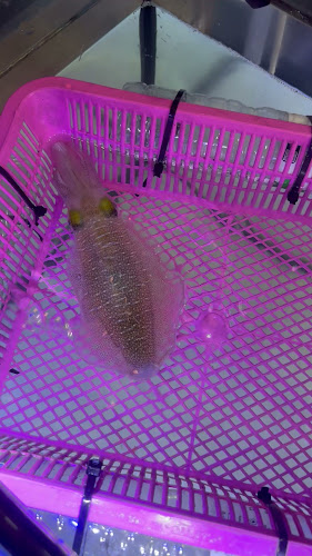 Opinii despre หมึกช็อต โคตรแซ่บ หาดจอมเทียนพัทยา în อำเภอบางละมุง - การบริการอาหารและที่พัก