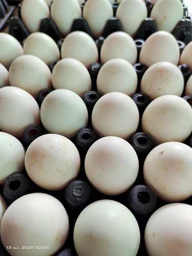 Opinii despre ไก่ต้มน้ำปลากาญจนา în อำเภอบางบัวทอง - การบริการอาหารและที่พัก