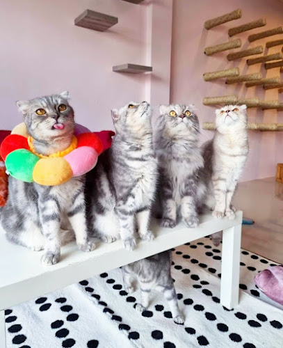 Cat cafe By Prosper.