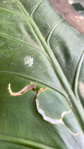 Opinii despre ร้านข้าวแช่แม่ทองเติม Kow Chae Mae Thong Term în อำเภอปากเกร็ด - การบริการอาหารและที่พัก