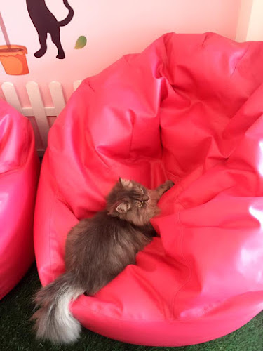 Comentarii opinii despre Neko Cat Cafe