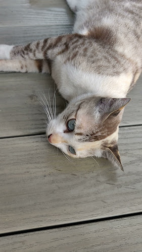 Opinii despre Inthanin Coffee ปั๊มบางจาก วัดลาดปลาดุก în อำเภอบางบัวทอง - การบริการอาหารและที่พัก