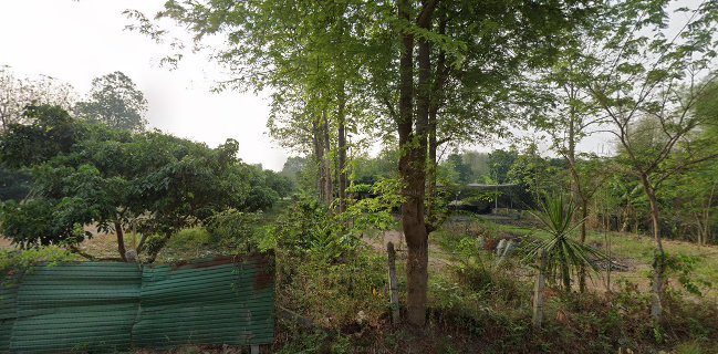 พันธุ์ไม้